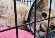 Дмитрий Котов сообщил о домашнем восстановлении львенка из парка «Земля прайда» dmitrij kotov soobshhil o domashnem vosstanovlenii lvenka iz parka zemlya prajda-onlymainnews-ru-0