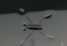 Эволюция водомерок (Gerridae) в меловом периоде по данным ДНК evolyucziya vodomerok v melovom periode po dannym dnk-onlymainnews-ru-0