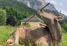 Гений Вероники корова Витгара Вигеле использует орудия genij veroniki korova vitgara vigele ispolzuet orudiya-onlymainnews-ru-0