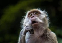 Исследование базальных ганглиев макак в Киотском университете помогает победить аволицию issledovanie bazalnyh gangliev makak v kiotskom universitete pomogaet pobedit avolicziyu-onlymainnews-ru-0