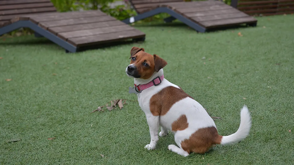 В каком случае собака может заразить человека инфекциями и паразитами