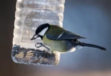 Мишин и Чернова расскажут, как кормить синиц, поползней и дятлов mishin i chernova rasskazhut kak kormit sinicz popolznej i dyatlov-onlymainnews-ru-0