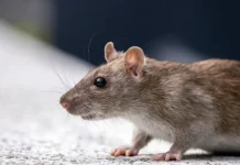 Надежда и ChatGPT: история выздоровления nadezhda i istoriya vyzdorovleniya-onlymainnews-ru-0