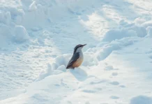 Примгидромет: январские морозы радуют жителей Владивостока primgidromet yanvarskie morozy raduyut zhitelej vladivostoka-onlymainnews-ru-0