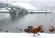 Прогноз центра Фобос и последние метеоновости о снегопаде в Москве prognoz czentra fobos i poslednie meteonovosti o snegopade v moskve-onlymainnews-ru-0