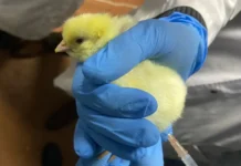 РНФ и СПбГУВМ. Вакцина от H5N1 — прорыв в птицеводстве rnf i spbguvm vakczina ot 51 proryv v pticzevodstve-onlymainnews-ru-0