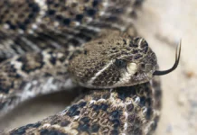 Российские туристы в Таиланде нашли змею в шланге стиральной машины rossijskie turisty v tailande nashli zmeyu v shlange stiralnoj mashiny-onlymainnews-ru-0