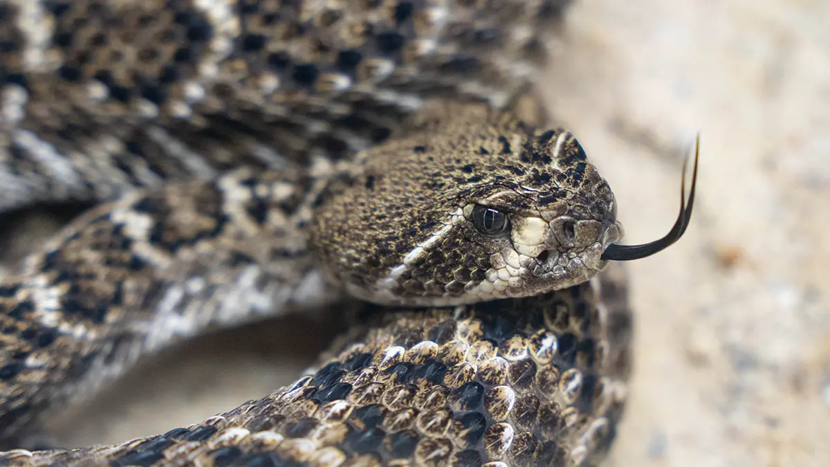 Российские туристы в Таиланде нашли змею, застрявшую в шланге стиральной машины