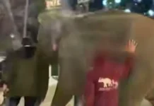 Слон из цирка прогулялся по Самаре, а лиса и утка удивили Москву slon iz czirka progulyalsya po samare a lisa i utka udivili moskvu-onlymainnews-ru-0