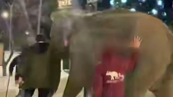 Слон убежал из цирка в Самаре и стал гулять по улицам в 20-градусный мороз