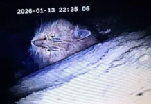 Спасатели Кошкиспас успешно спасли кота из дымохода Петербурга spasateli koshkispas uspeshno spasli kota iz dymohoda peterburga-onlymainnews-ru-0