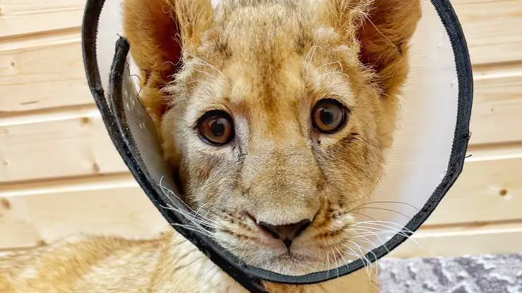 Ветеринары рассказали о состоянии маленькой львицы, изъятой у блогера в Москве