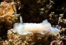 Уникальные находки Flabellina pellucida и Goniodoris nodosa в Баренцевом море unikalnye nahodki i v barenczevom more-onlymainnews-ru-0