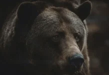 Успешно завершилась операция по спасению медведя в Лос-Анджелесе uspeshno zavershilas operacziya po spaseniyu medvedya v losandzhelese-onlymainnews-ru-0