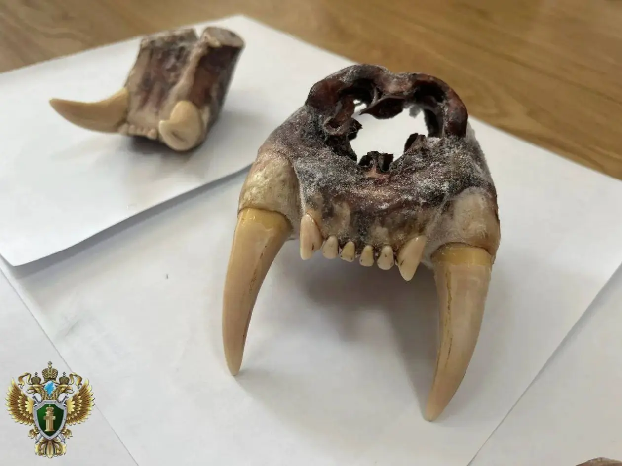 Челюсть амурского тигра Пресс-служба Дальневосточной транспортной прокуратуры