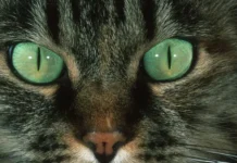 Врач Михаил Шеляков и профессор РОСБИОТЕХ о зимних играх кошек и снеге vrach mihail shelyakov i professor rosbioteh o zimnih igrah koshek i snege-onlymainnews-ru-0