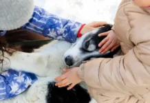 Фонд "Умка" помог найти семью особенной собаке Шамбале во Владивостоке fond umka pomog najti semyu osobennoj sobake shambale vo vladivostoke-onlymainnews-ru-0