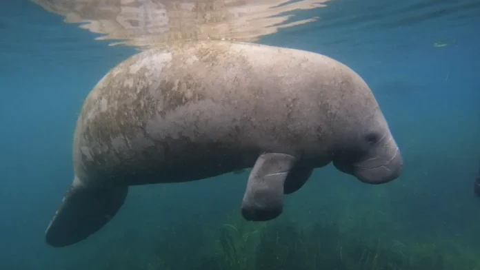 lamantin iz kanalizaczii floridy spasyon napravlen v okeanarium-onlymainnews-ru-0