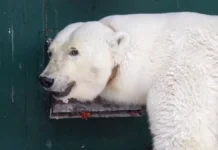 Медведица из Таймыра успешно адаптируется у Светланы Акуловой в Москве medvedicza iz tajmyra uspeshno adaptiruetsya u svetlany akulovoj v moskve-onlymainnews-ru-0