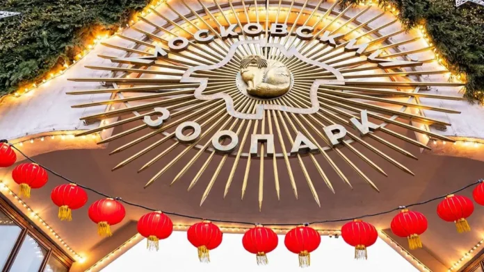 moskovskij zoopark otmetit novyj god s pandami i barsami-onlymainnews-ru-0