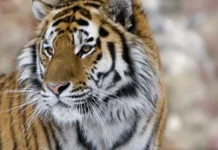 Прадип Мондал и необыкновенная история встречи с тигром в Сундарбане pradip mondal i neobyknovennaya istoriya vstrechi s tigrom v sundarbane-onlymainnews-ru-0