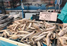 Владивосток: растут цены на корюшку и навагу, скромнее уловы vladivostok rastut czeny na koryushku i navagu skromnee ulovy-onlymainnews-ru-0