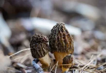 Где искать сморчки в Подмосковье советы Никиты Комиссарова (МГУ) gde iskat smorchki v podmoskove sovety nikity komissarova mgu-onlymainnews-ru-0