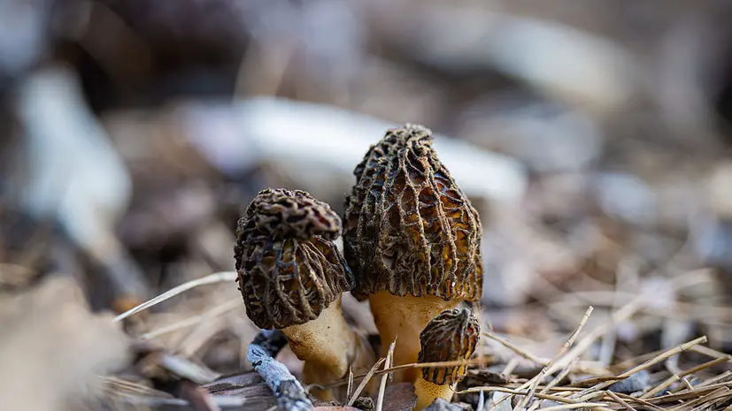 Миколог: сморчки лучше искать в чистых лесах на западе и юго-западе Подмосковья