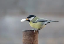 okurki v gnyozdah lazorevok i vorobyov  raskryta ih polza-onlymainnews-ru-0