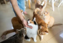 rossijskie yuveliry delayut unikalnye brillianty iz shersti pitomczev-onlymainnews-ru-0