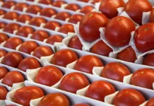 АКОРТ назвал свежие цены на томаты, дал советы по экономии akort nazval svezhie czeny na tomaty dal sovety po ekonomii-onlymainnews-ru-0