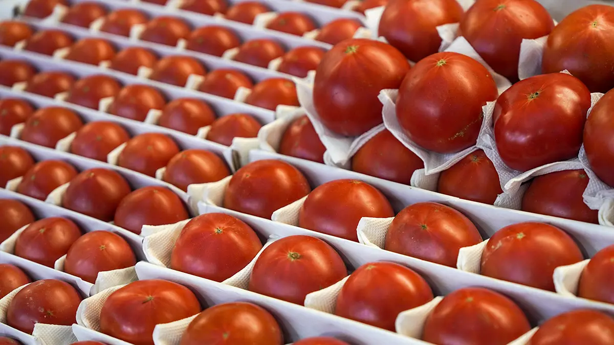 АКОРТ: Стоимость томатов в торговых сетях России соответствует сезонным трендам
