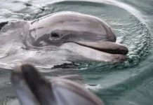 belej i delfa otkroyut gospital dlya delfinov v anape-onlymainnews-ru-0