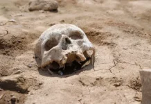 Человеческий череп и кости обнаружены детьми в Южной Каролине, США chelovecheskij cherep i kosti obnaruzheny detmi v yuzhnoj karoline ssha-onlymainnews-ru-0