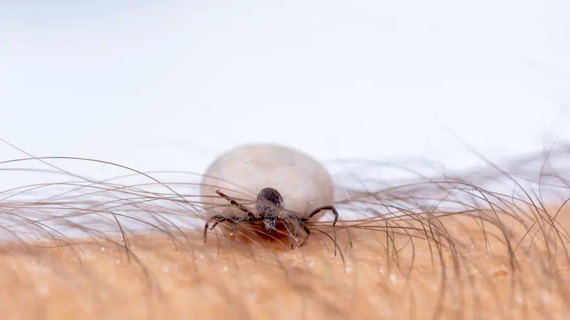 Врач Малиновская: анализы после укуса человека клещом нужно сдать через 14 дней