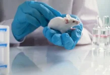 lyubov stankevich o gryzunah i riske iersinioza na dache vesnoj-onlymainnews-ru-0