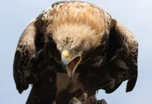 ornitologi bashkortostana spasli orlamogilnika i losya-onlymainnews-ru-0