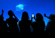 Приморский океанариум и белухи готовят сюрпризы к Тотальному диктанту primorskij okeanarium i beluhi gotovyat syurprizy k totalnomu diktantu-onlymainnews-ru-0