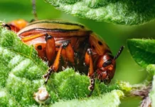 Российские учёные исследуют жука с грибами Beauveria и Metarhizium rossijskie uchyonye issleduyut zhuka s gribami i -onlymainnews-ru-0