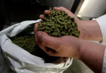 rossiya i ssha obnovili rekordy po torgovle hmelnym ekstraktom i pivu-onlymainnews-ru-0