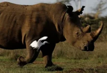 shoumen van yaarsveld pogib v samarakaru spasaya nosoroga-onlymainnews-ru-0