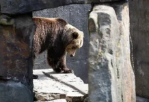 upravlenie gosohotnadzora nachinaet podschyot buryh medvedej v magadane-onlymainnews-ru-0