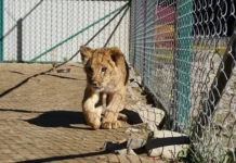 uroki bezopasnosti s lvyatami v naczczirke kaira zavershili otdyh-onlymainnews-ru-0