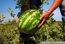 Василий Блокин-Мечталин рассказал, как выращивать арбузы и дыни vasilij blokinmechtalin rasskazal kak vyrashhivat arbuzy i dyni-onlymainnews-ru-0