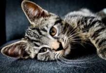Домашняя кошка и ее удивительная связь с дикими предками domashnyaya koshka i ee udivitelnaya svyaz s dikimi predkami-onlymainnews-ru-0