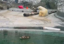 kryakusha i terpej druzhba privlekaet gostej zooparka moskvy-onlymainnews-ru-0