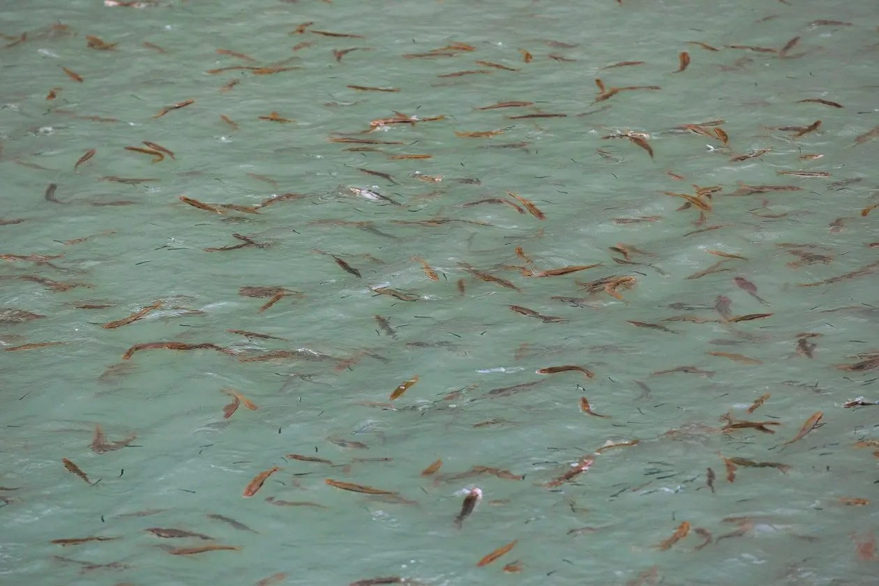 Фото: primamedia.ru
