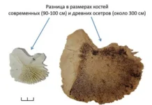 natalya grigoreva o triumfe arheologii imk ran v staroj ladoge-onlymainnews-ru-0