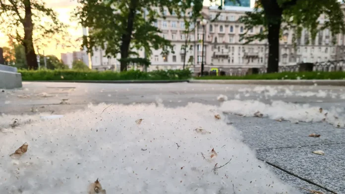 natalya morozova kdcz moniki prostye pravila protiv allergii-onlymainnews-ru-0