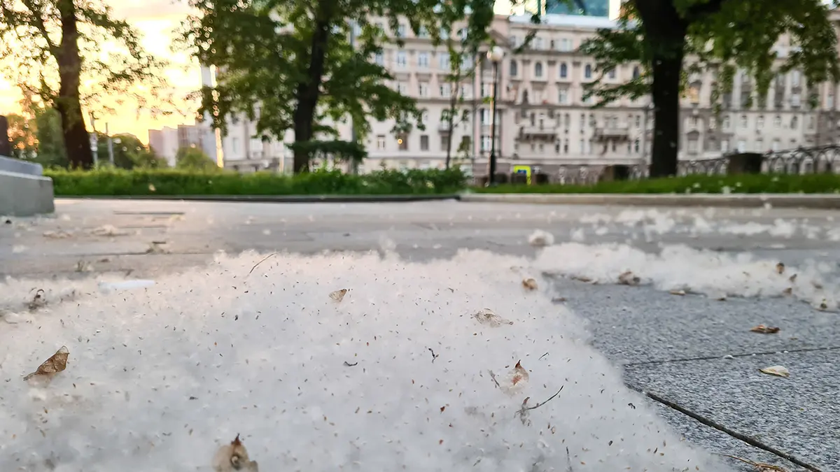 Как справиться с аллергией на тополиный пух